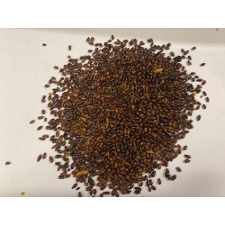 Rokitnik Pestka 100 G